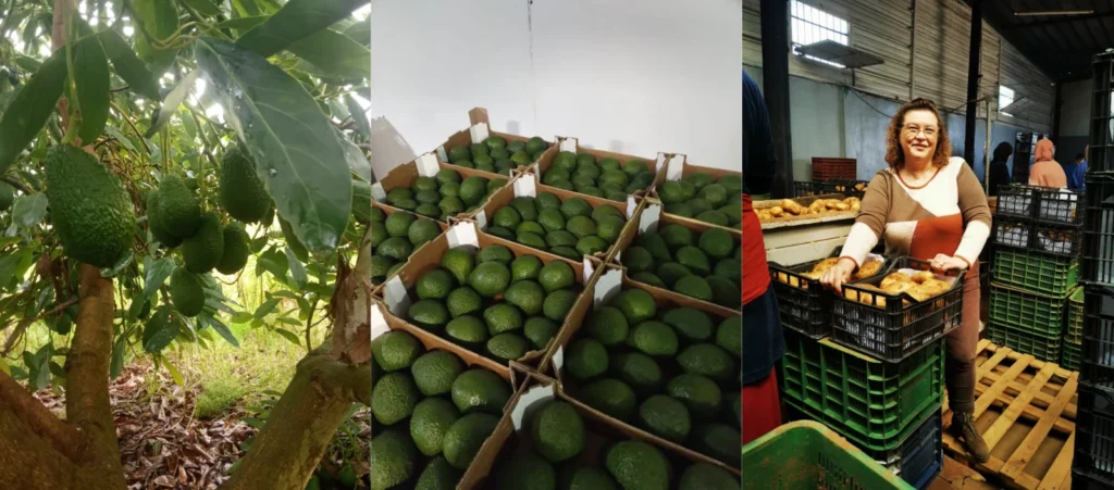Fruit Esma Avocat